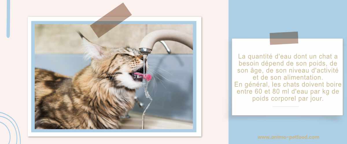 quantité-d-eau-pour-un-chat